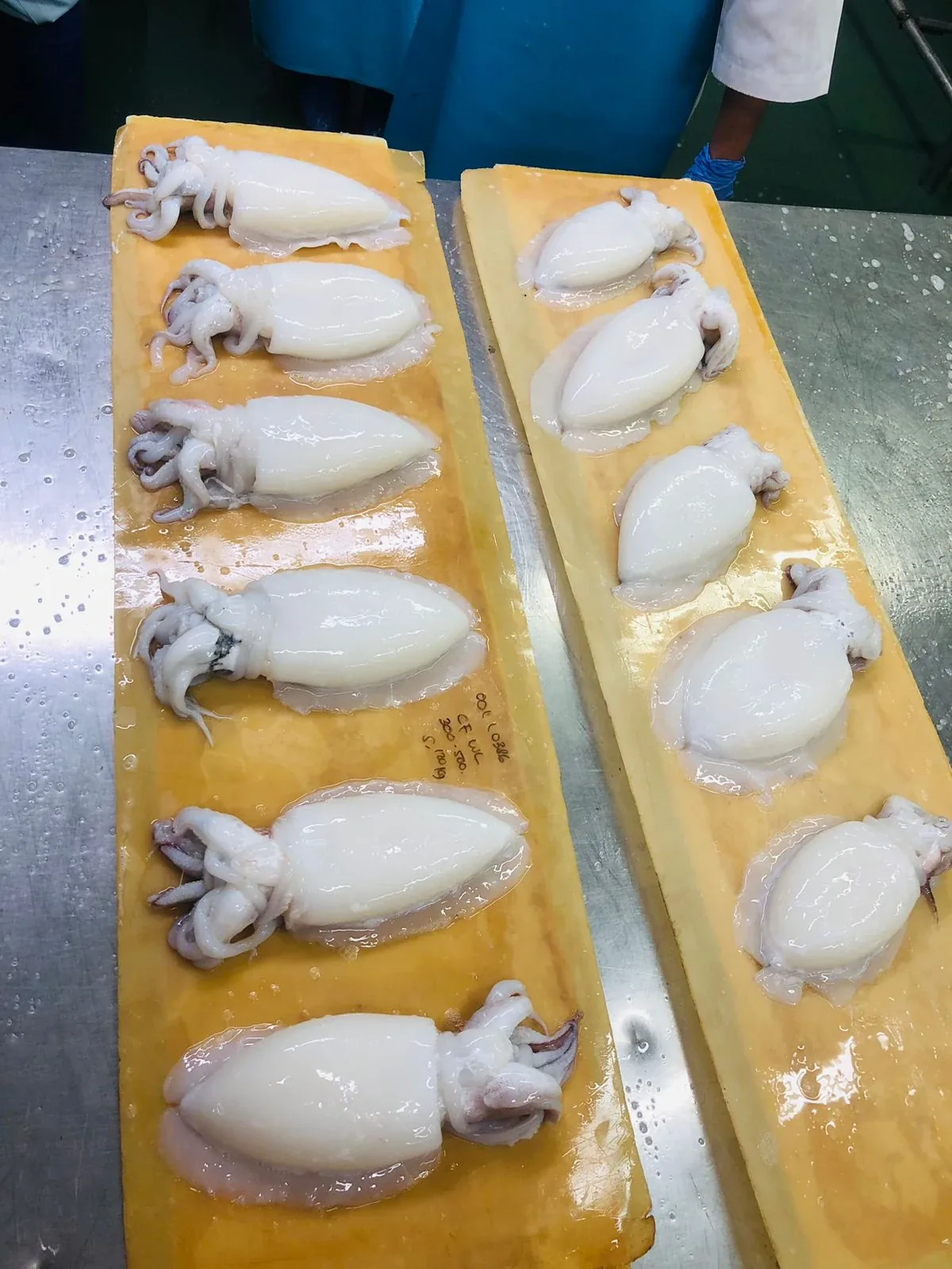 Frozen whole cuttlefish