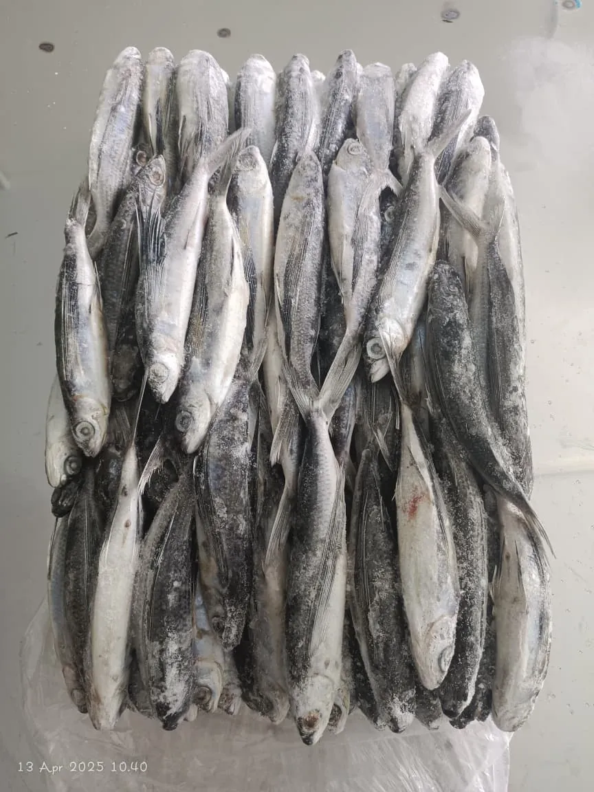 Fresh flying fish