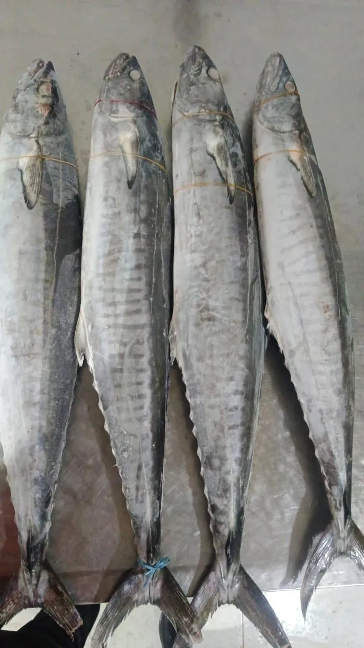 Fresh king fish (tenggiri)