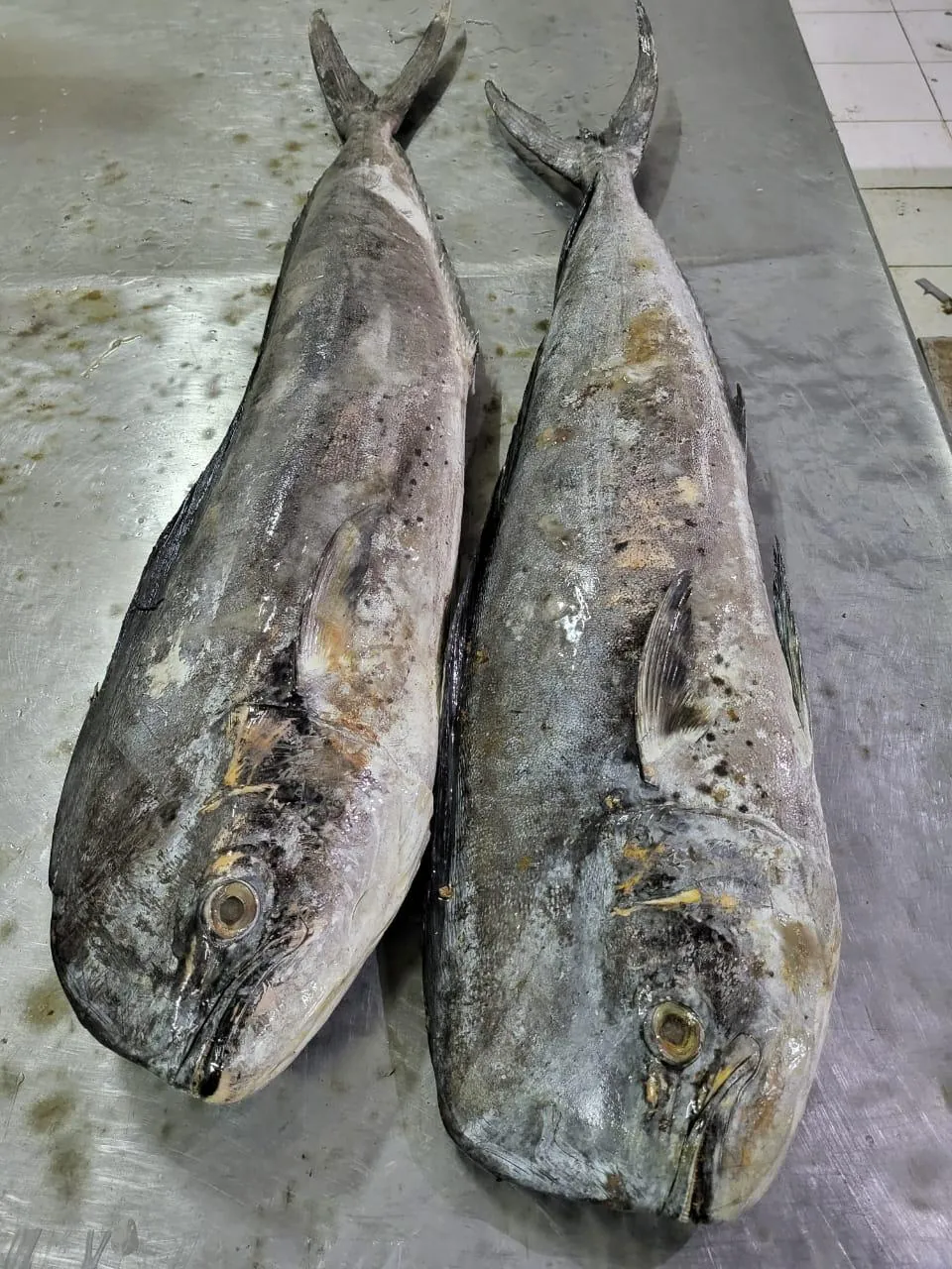 Fresh mahi-mahi