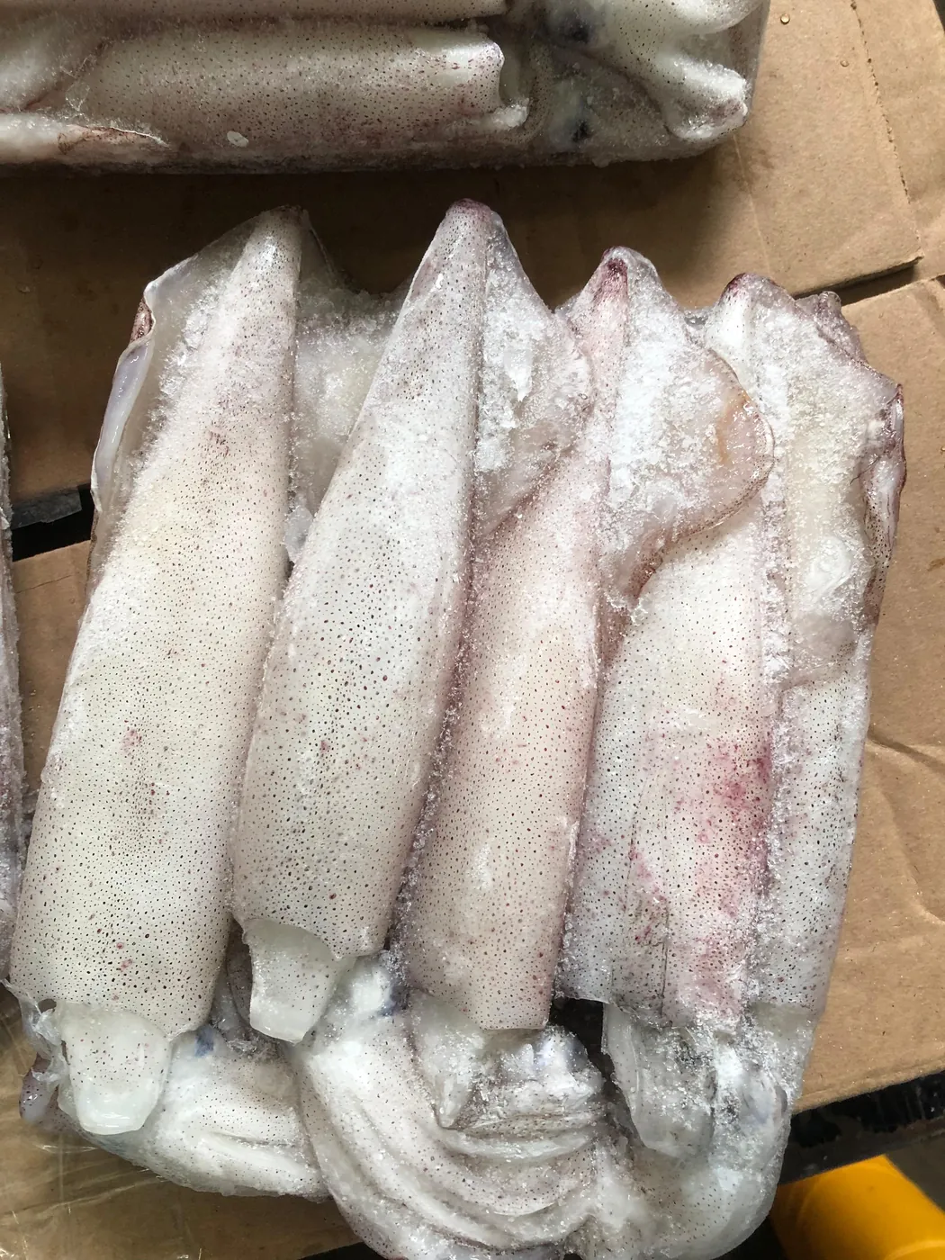 Fresh squid, export packed