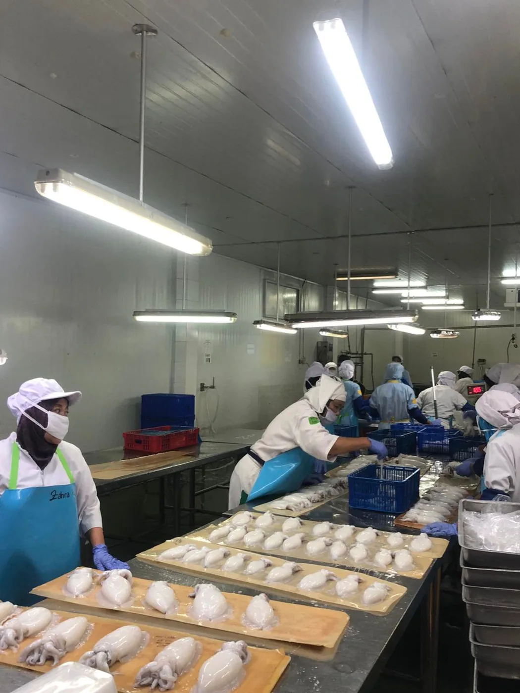Staff processing squid on the packing line